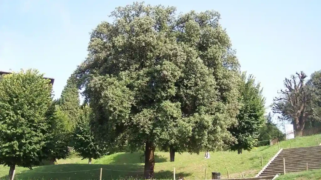 Evergreen Oak