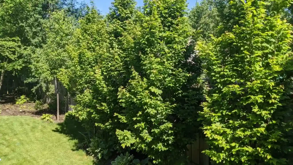 Hornbeam