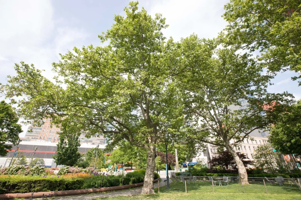 London Plane Tree