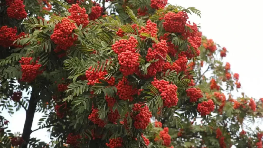 Native Rowan Tree