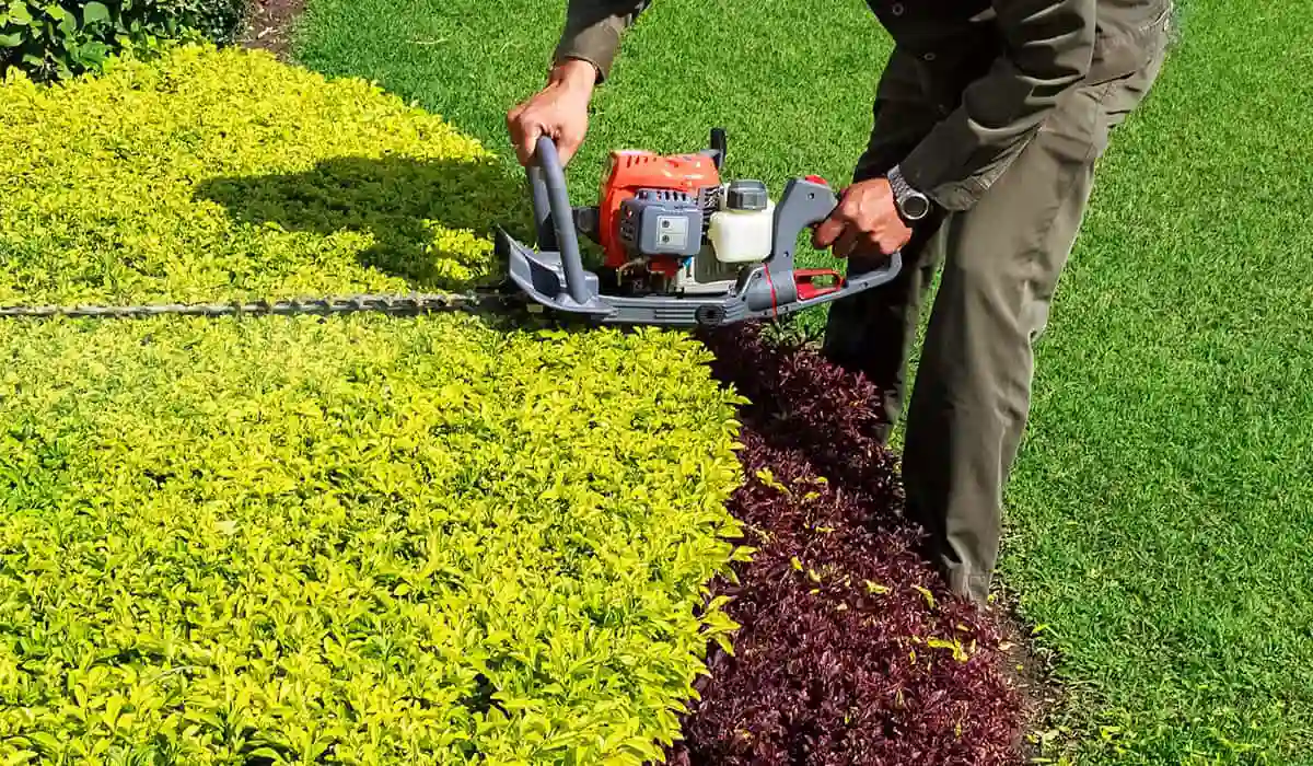 hedge care