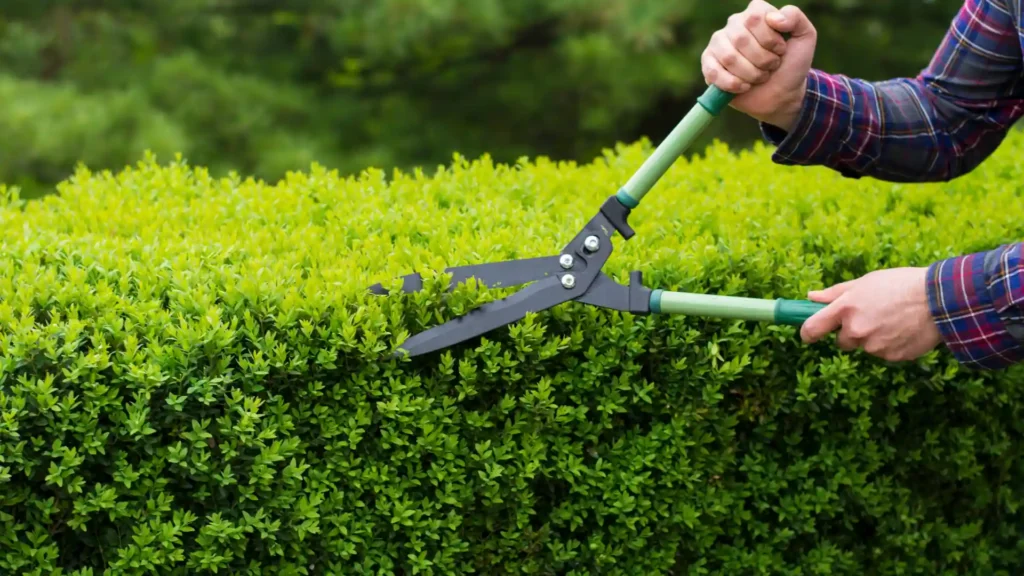 hedge removal