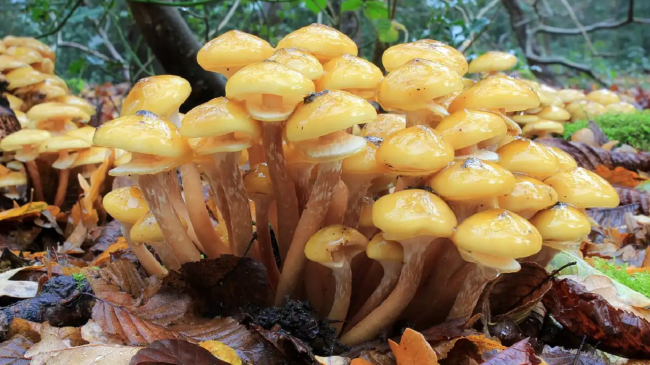 honey fungus