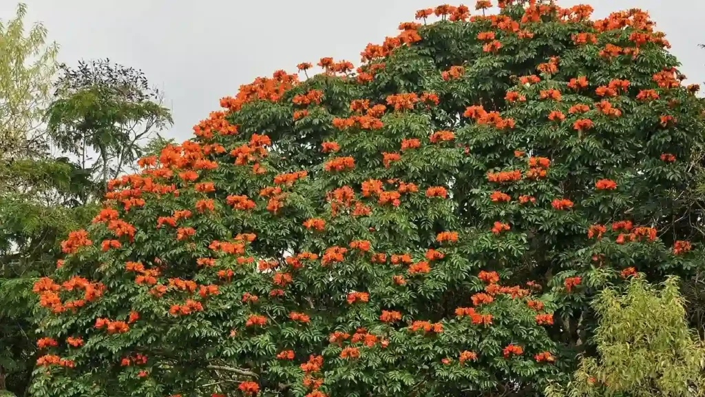 tulip tree