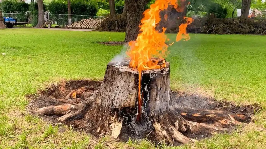Burning the Stump