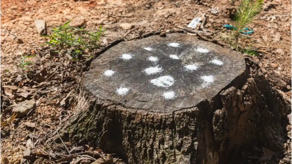 stump removal by chemical
