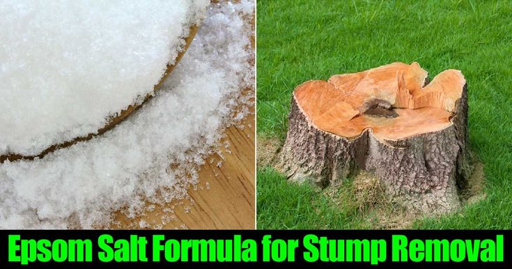 Stump Removal Using Epsom Salt