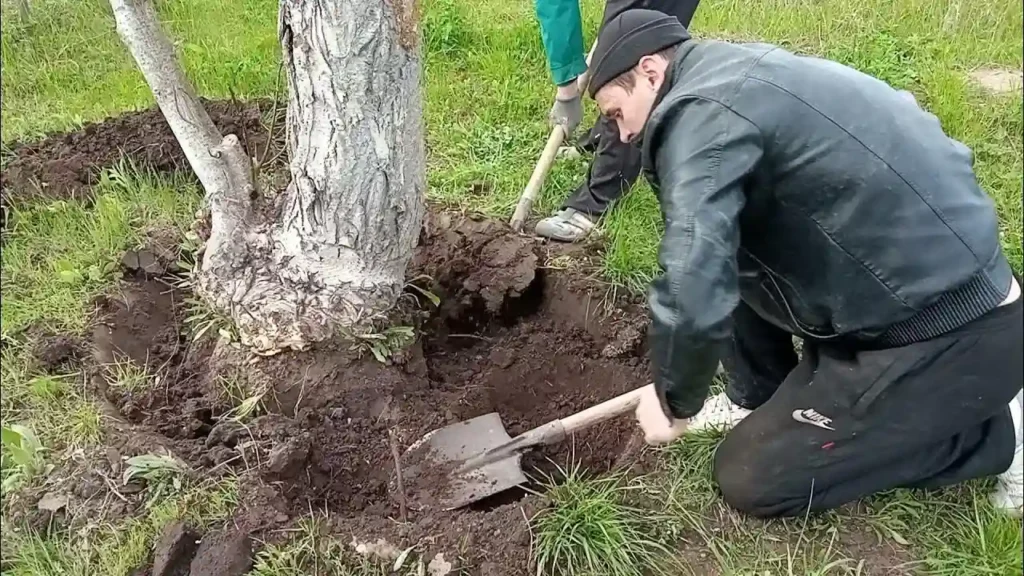 exose root