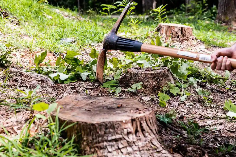 removing-tree-stumps-without-stump-grinders
