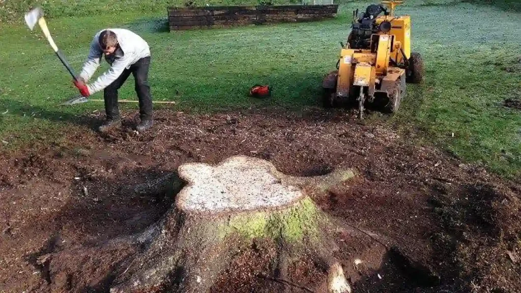 dig around the stump