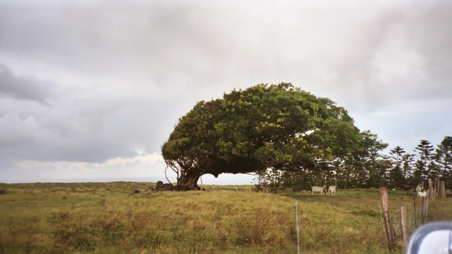 brighton tree care for storm