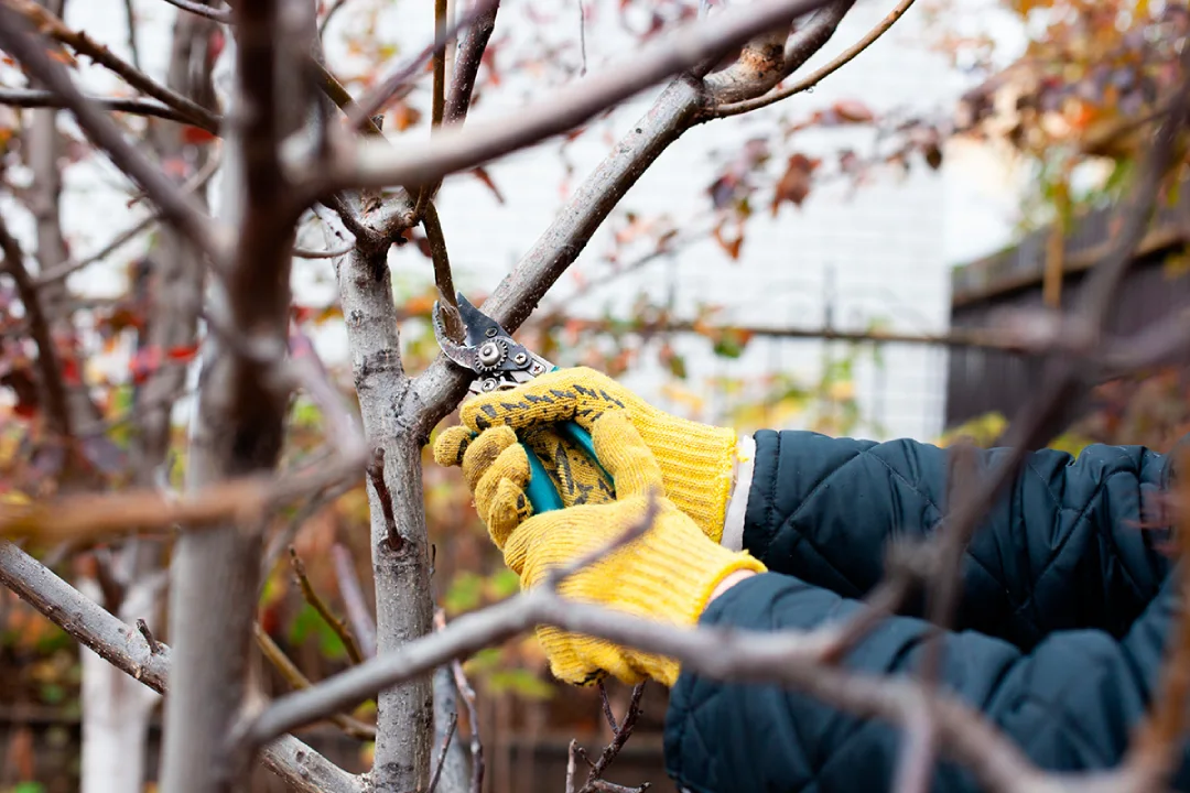 Autumn Tree Pruning