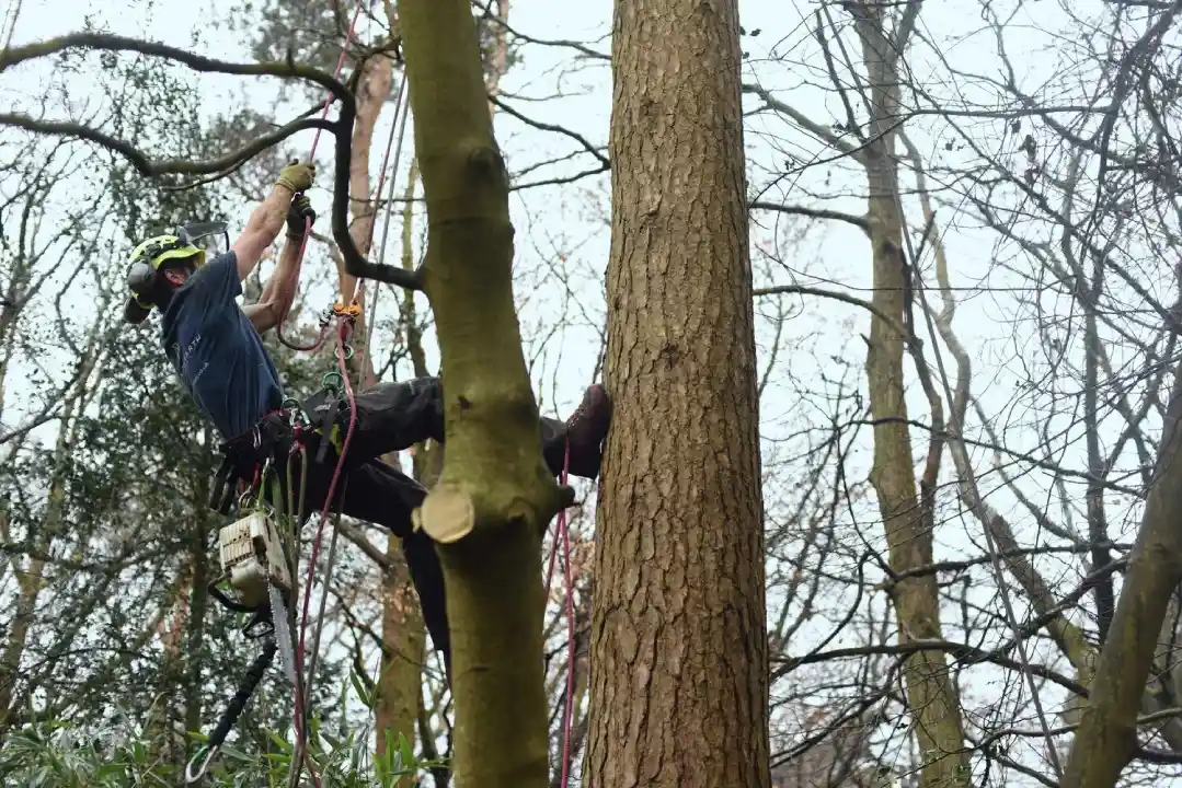 Need a Tree Surgeon