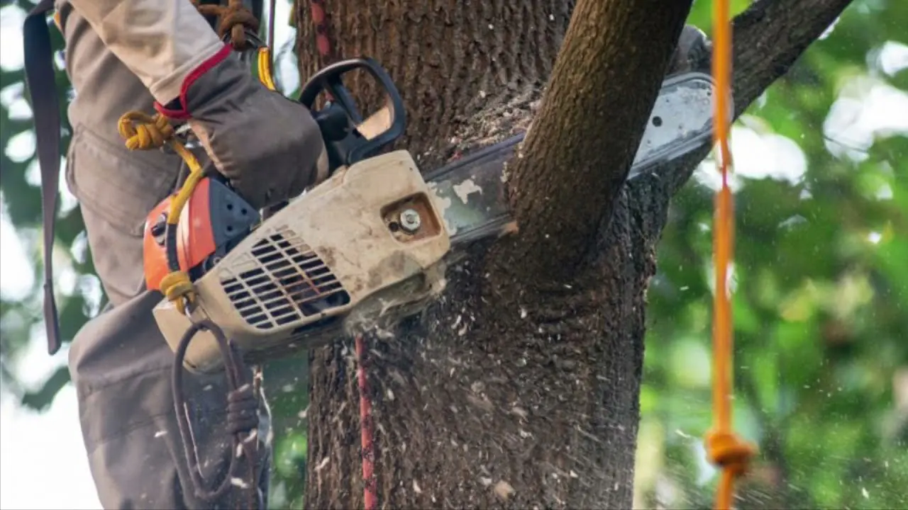 Tree Surgery vs Tree Cutting