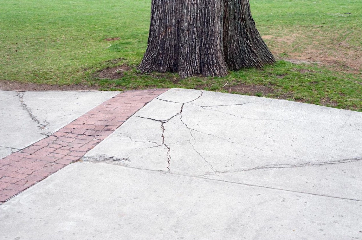 Tree Roots Damaging Driveways