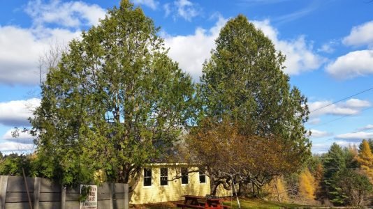 imgi_41_9803816_orig