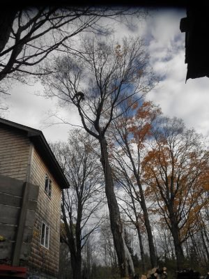 imgi_51_5013528_orig